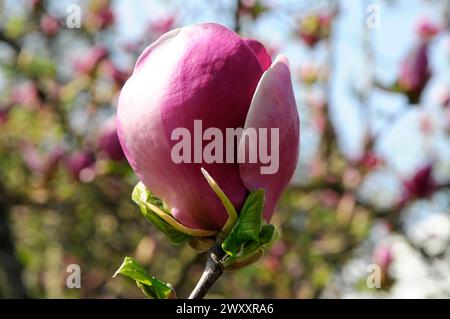 Nahaufnahme einer rosafarbenen Magnolie (Magnolia x soulangeana), mit teilweise geöffneten Blütenblättern, Baden-Baden, Baden-Württemberg, Deutschland Stockfoto