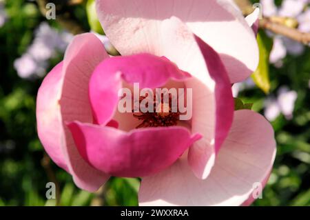 Nahaufnahme einer blassrosa Blume (Magnolia x soulangeana), mit offenen Blütenblättern, Baden-Baden, Baden-Württemberg, Deutschland Stockfoto