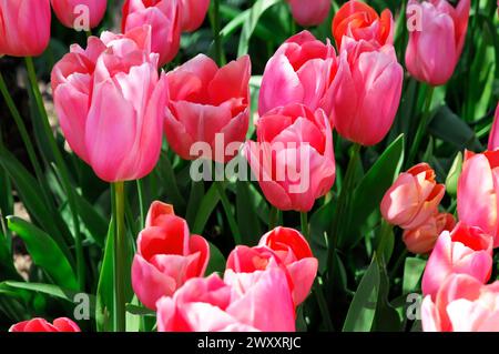 Casino von Monaco, Place du Casino, Monte Carlo, Fürstentum Monaco, intensive rosa Tulpen in einer Nahaufnahme unterbrochen von Sonnenstrahlen, Monte Carlo Stockfoto