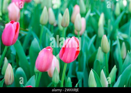 Casino von Monaco, Place du Casino, Monte Carlo, Fürstentum Monaco, Rosa Tulpen und Knospen in einem Garten, Monte Carlo, Fürstentum Monaco, Monaco Stockfoto