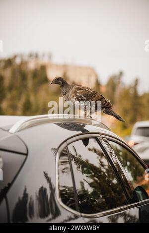 Ausgeputzte Auerhühner, die auf geparkten Fahrzeugen im Bryce Canyon National Park, Utah, nach Essen suchen Stockfoto