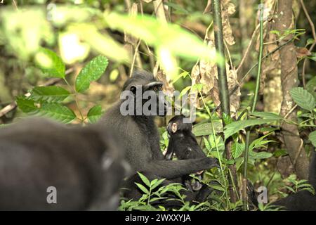 Ein Käppchen-Makaken (Macaca nigra) sitzt auf dem Boden, während er sich um einen Nachwuchs kümmert, während seine Gruppe von der Nahrungssuche im Tangkoko Nature Reserve in Nord-Sulawesi, Indonesien, hält. Der Klimawandel verändert Umweltnischen, was dazu führt, dass Arten ihr Lebensraumspektrum verlagern, während sie ihre ökologische Nische verfolgen, was nach Ansicht von Nature Climate Change ein Nachteil für ein effektives Management der biologischen Vielfalt sein könnte. „Klimawandel und Krankheiten sind neue Bedrohungen für Primaten, und etwa ein Viertel der Primatenbereiche hat Temperaturen über historischen“, schrieb ... Stockfoto