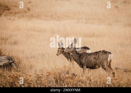 Maultierhirsche (Odocoileus hemionus) essen in einem grasbewachsenen Feld im Bryce Canyon National Park, Utah Stockfoto