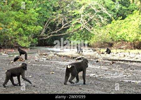 Makaken (Macaca nigra), die sich auf einem Fluss in der Nähe eines Strandes im Tangkoko Nature Reserve, Nord-Sulawesi, Indonesien, ernähren. Der Klimawandel verändert Umweltnischen, was dazu führt, dass Arten ihr Lebensraumspektrum verlagern, während sie ihre ökologische Nische verfolgen, was nach Ansicht von Nature Climate Change ein Nachteil für ein effektives Management der biologischen Vielfalt sein könnte. „Klimawandel und Krankheiten sind neue Bedrohungen für Primaten, und etwa ein Viertel der Primatenbereiche hat Temperaturen über historischen“, schrieb ein anderes Wissenschaftlerteam unter der Leitung von Miriam Plaza Pinto über Nature. Stockfoto