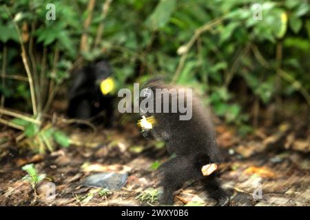 Ein Haubenmakaken (Macaca nigra), der sich bipedal auf dem Waldboden bewegt, da er eine Frucht im Tangkoko Nature Reserve, Nord-Sulawesi, Indonesien, trägt. Der Klimawandel verändert Umweltnischen, was dazu führt, dass Arten ihr Lebensraumspektrum verlagern, während sie ihre ökologische Nische verfolgen, was nach Ansicht von Nature Climate Change ein Nachteil für ein effektives Management der biologischen Vielfalt sein könnte. „Klimawandel und Krankheiten sind neue Bedrohungen für Primaten, und etwa ein Viertel der Primatenbereiche hat Temperaturen über historischen“, fügte ein weiteres Team von Wissenschaftlern unter der Leitung von Miriam hinzu... Stockfoto