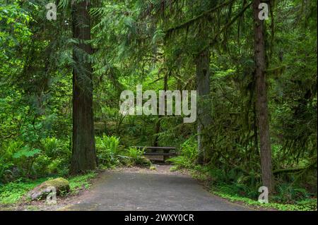 Campingplatz 23 auf dem Black Canyon Campground, Oakridge, Oregon Stockfoto