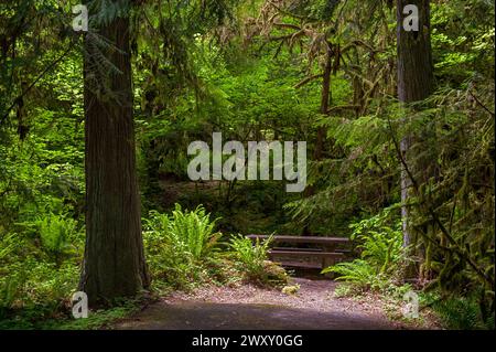 Campingplatz 23 auf dem Black Canyon Campground, Oakridge, Oregon Stockfoto