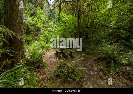 Campingplatz 23 auf dem Black Canyon Campground, Oakridge, Oregon Stockfoto