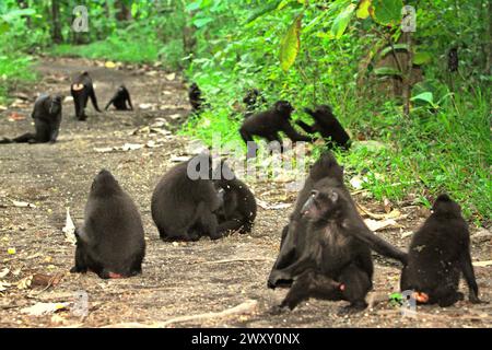 Eine Truppe von Haubenmakaken (Macaca nigra), die eine Straße in Taman Wisata Alam Batuputih (Batuputih Nature Park) in der Nähe des Tangkoko Nature Reserve in Nord-Sulawesi, Indonesien besetzt. Der Klimawandel verändert Umweltnischen, was dazu führt, dass Arten ihr Lebensraumspektrum verlagern, während sie ihre ökologische Nische verfolgen, was nach Ansicht von Nature Climate Change ein Nachteil für ein effektives Management der biologischen Vielfalt sein könnte. „Klimawandel und Krankheiten sind neue Bedrohungen für Primaten, und etwa ein Viertel der Primatenbereiche hat Temperaturen über historischen“, fügte ein weiteres hinzu Stockfoto