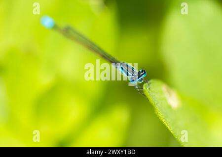 Gemeiner Marsh Damselfly mit dem wissenschaftlichen Namen Homeoura chelifera. Die Jungfliegen sind fliegende Insekten der Unterordnung Zygoptera in der Ordnung Odona Stockfoto