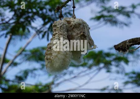 Die Frucht von Ceiba pentandra (Baumwolle, Java Kapok, Seidenbaumwolle, Samauma) mit natürlichem Hintergrund. Indonesier benutzten diese Pflanze als Beet Stockfoto