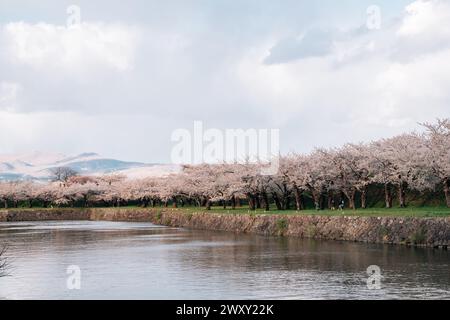 Goryokaku Park mit Kirschblüten in Hakodate, Hokkaido, Japan Stockfoto