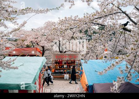 Hakodate, Hokkaido, Japan - 23. April 2023: Kirschblütenfest im Aoyagicho Hakodate Park Stockfoto