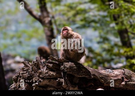 Wilder japanischer Makaken (Schneeaffen) in einem Wald in den nördlichen Japanischen Alpen Stockfoto