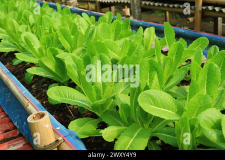 Im Gewächshaus wachsen Reihen von grünen Cos-Salaten Stockfoto