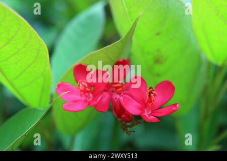 Nahaufnahme der lebendigen roten Jatropha-Blüten, die aus Kuba und Hispaniola stammen Stockfoto