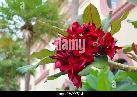 Ein paar atemberaubende rote Frangipani-Blumen oder Plumeria Rubra Blooming on the Tree Stockfoto
