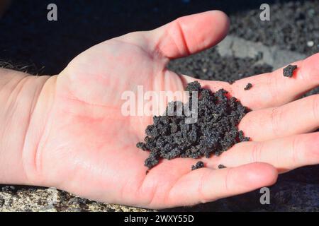 Kleine Lavasteine (Lapilli) vom Ätna, Sizilien, Italien, in der Hand eines Mannes gehalten, die vulkanische Gesteine und natürliche Geologie zeigen Stockfoto