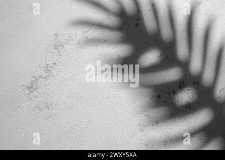 Dieses Bild erfasst den Schatten eines Farnblattes, das auf eine holprige weiße Oberfläche projiziert wird, und zeigt das Zusammenspiel von Licht und Textur. Stockfoto