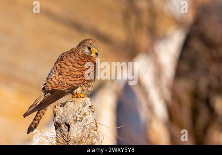 Weiblicher kleiner Kestrel, der auf einem Barsch sitzt. Tierwelt. Stockfoto