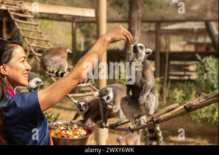 Lemuren fressen Früchte aus der Hand ihrer Pflegenden. Lemurcatta Stockfoto