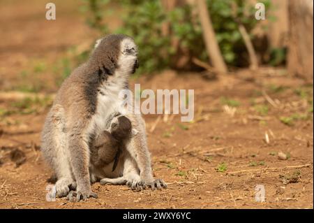 Süße Lemur im Zoo, die ihr neugeborenes Baby in ihren Armen stillt. Lemurcatta Stockfoto