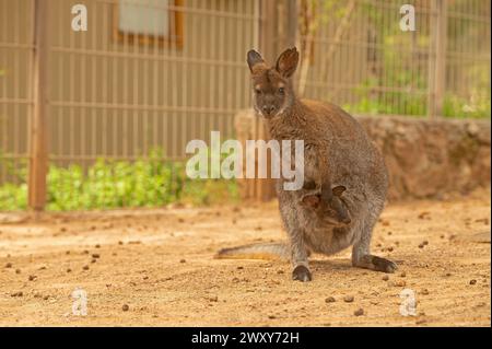 Ein Känguru, das ihr Baby in einer Tasche im Zoo trägt. Stockfoto