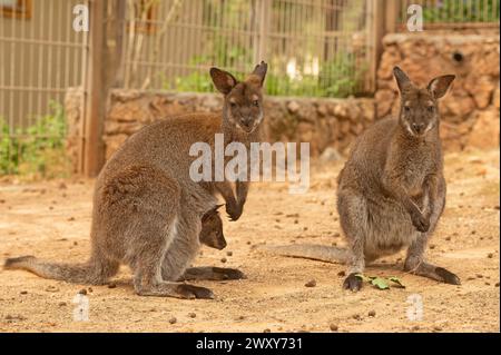 Die Kängurufamilie steht mit dem Baby in der Tasche. Stockfoto