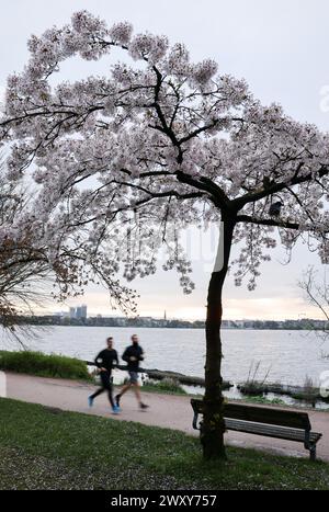 Hamburg, Deutschland. April 2024. Jogger sind morgens auf der Alster unterwegs. Quelle: Christian Charisius/dpa/Alamy Live News Stockfoto