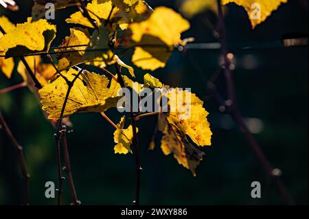 Herbstatmosphäre im Weinberg: Weinblätter gegen das Licht. Stockfoto