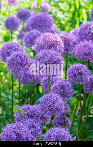 allium Globemaster, große Kugelsternhaufen von violett-violetten Blüten Stockfoto