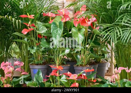 Schöner Satz von Topfanthuriumblüten auf grünem areco palme Hintergrund Stockfoto