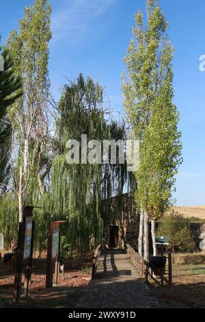 Caceres, Extremadura, Spanien - 23. Oktober 2023: Salix Babylonica pendula in Caceres, Region Extremadura, Spanien Stockfoto