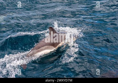 Mitglied einer Gruppe von gewöhnlichen Delfinen (Delphinus delphis), die neben einer Yacht in Mounts Bay, Cornwall, Großbritannien schwimmt Stockfoto