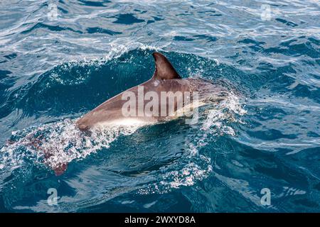 Mitglied einer Gruppe von gewöhnlichen Delfinen (Delphinus delphis), die neben einer Yacht in Mounts Bay, Cornwall, Großbritannien schwimmt Stockfoto