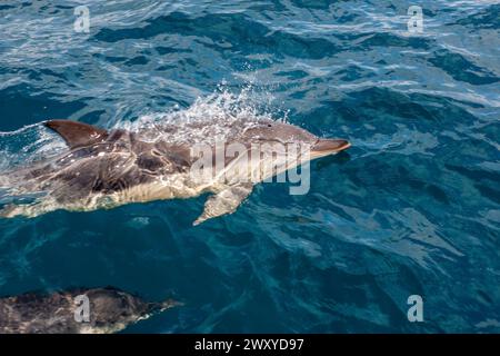 Mitglied einer Gruppe von gewöhnlichen Delfinen (Delphinus delphis), die neben einer Yacht in Mounts Bay, Cornwall, Großbritannien schwimmt Stockfoto