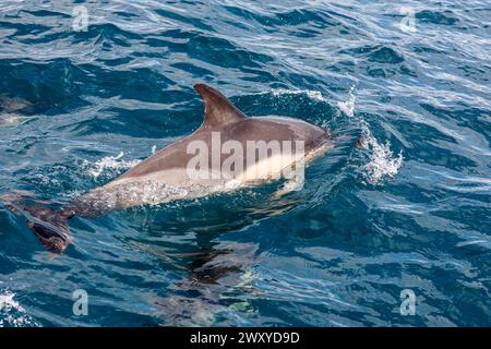 Mitglied einer Gruppe von gewöhnlichen Delfinen (Delphinus delphis), die neben einer Yacht in Mounts Bay, Cornwall, Großbritannien schwimmt Stockfoto