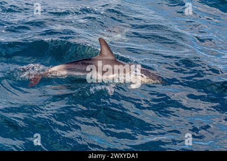 Mitglied einer Gruppe von gewöhnlichen Delfinen (Delphinus delphis), die neben einer Yacht in Mounts Bay, Cornwall, Großbritannien schwimmt Stockfoto