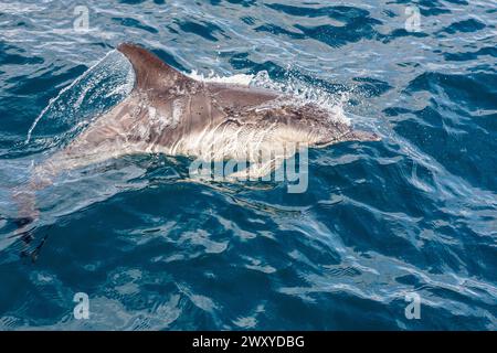 Mitglied einer Gruppe von gewöhnlichen Delfinen (Delphinus delphis), die neben einer Yacht in Mounts Bay, Cornwall, Großbritannien schwimmt Stockfoto