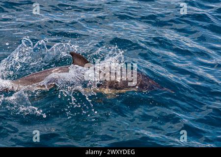 Mitglied einer Gruppe von gewöhnlichen Delfinen (Delphinus delphis), die neben einer Yacht in Mounts Bay, Cornwall, Großbritannien schwimmt Stockfoto