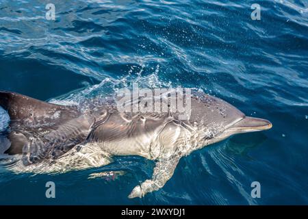 Mitglied einer Gruppe von gewöhnlichen Delfinen (Delphinus delphis), die neben einer Yacht in Mounts Bay, Cornwall, Großbritannien schwimmt Stockfoto