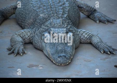 Alligatoren haben eine lange, abgerundete Schnauze mit nach oben gerichteten Nasenlöchern am Ende Stockfoto