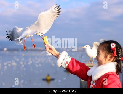 Kunming, chinesische Provinz Yunnan. Januar 2024. Ein Mädchen füttert eine schwarzköpfige Möwe am Dianchi-See in Kunming, südwestchinesische Provinz Yunnan, 17. Januar 2024. Quelle: Liu Yuansong/Xinhua/Alamy Live News Stockfoto