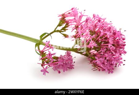 Rote Baldrian Blumen auf weißem Hintergrund Stockfoto