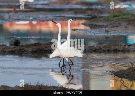 Der kleine Reiher ist eine Art des kleinen Reihers aus der Familie der Ardeidae. Es ist ein weißer Vogel mit einem schlanken schwarzen Schnabel, langen schwarzen Beinen und im Westen Stockfoto