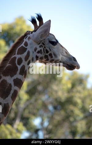 Die Giraffe ist die höchste aller Säugetiere. Die Giraffe hat einen kurzen Körper, einen getufteten Schwanz, eine kurze Mähne und kurze, hautbedeckte Hörner. Stockfoto