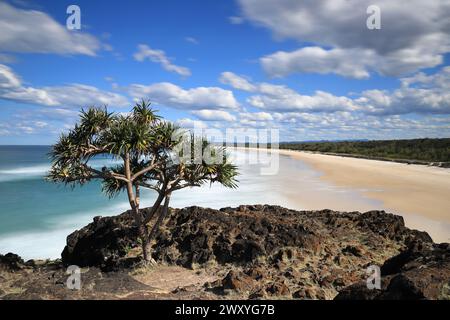 Pandanus Tree mit Blick auf Dreamtime Beach am Fingal Head in NSW, Australien Stockfoto