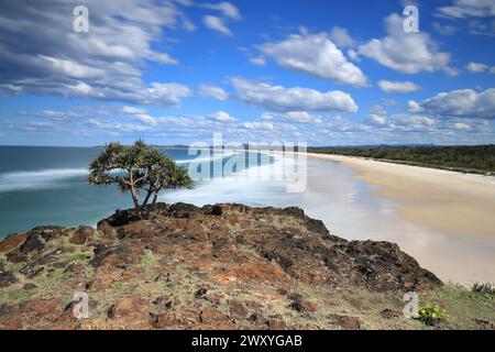 Pandanus Tree mit Blick auf Dreamtime Beach, Fingal Head, NSW Australien Stockfoto