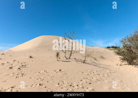 Kiefer, die von der Düne der Plage du Veillon in Talmont-Saint-Hilaire (Vendee, Frankreich) begraben wurde Stockfoto
