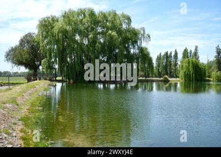 Trauerweide spiegelt sich in einem See auf einem argentinischen Weinberg. Stockfoto
